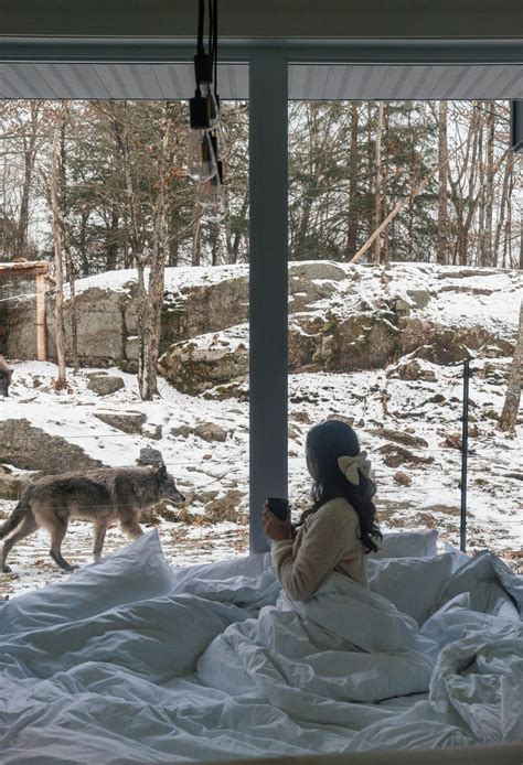 parc omega canada wolf cabin|glass cabin surrounded by wolves.